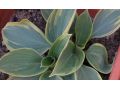 Hosta 