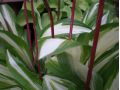 Hosta 