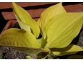 Hosta 