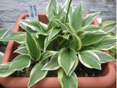 Hosta 