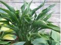 Hosta 