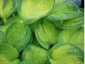 Hosta 