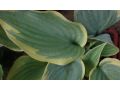 Hosta 
