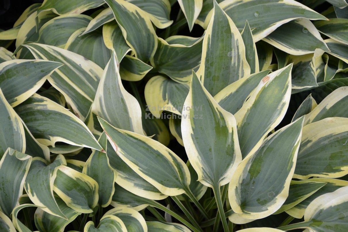 Hosta " Wolverine " - hosta, bohyška, funkie Zahradnictví Krulichovi ...
