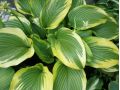 Hosta fortunei 