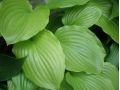 Hosta plantaginea 