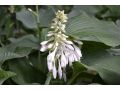 Hosta 