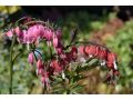 Dicentra spectabilis 