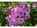 Phlox paniculata 