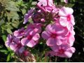 Phlox paniculata 