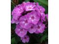 Phlox paniculata 