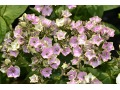 Phlox paniculata 