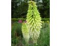 Kniphofia 