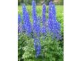 Delphinium Pacific Hybr. 