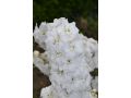 Delphinium elatum 