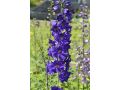 Delphinium elatum 
