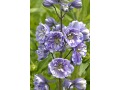 Delphinium elatum 
