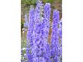 Delphinium elatum 