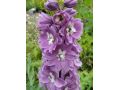 Delphinium elatum 