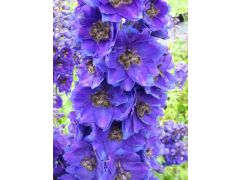 Delphinium elatum 
