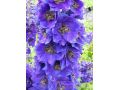 Delphinium elatum 