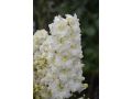 Delphinium elatum 