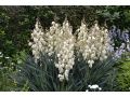 Yucca filamentosa - juka vláknitá