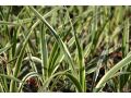 Yucca filamentosa 