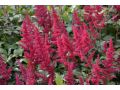 Astilbe japonica 