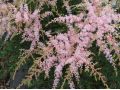 Astilbe simplicifolia 