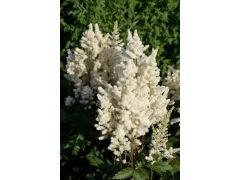 Astilbe 