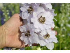 Delphinium elatum 