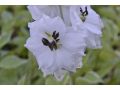 Delphinium elatum 