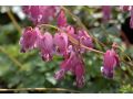 Dicentra 