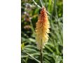 Kniphofia 