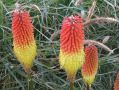 Kniphofia 