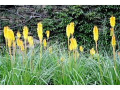 Kniphofia 