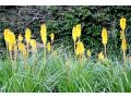 Kniphofia 