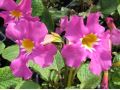 Incarvillea delavayi - dvojostice, inkarvilea, zahradní gloxínie