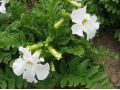 Incarvillea delavayi 