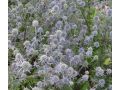 Eryngium planum - máčka plocholistá