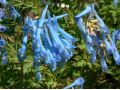 Corydalis elata - dymnivka