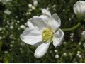 Poncirus trifoliata - citronečník trojlistý