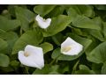 Zantedeschia aethiopica 