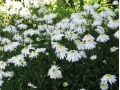 Leucanthemum x superbum 