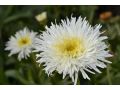 Leucanthemum x superbum 