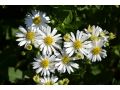 Aster ageratoides 