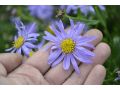 Aster amellus 