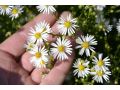 Aster pilosus v. pringlei  