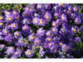 Aster 